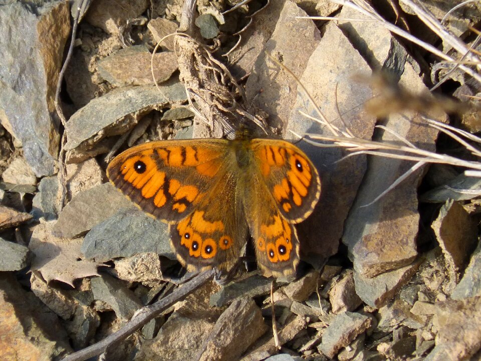 Beauty monarch butterfly mediterranean