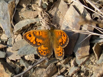 Beauty monarch butterfly mediterranean