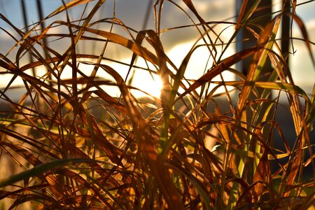 Nature landscape blade of grass