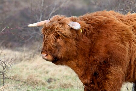 Beef scottish highlander oxen photo