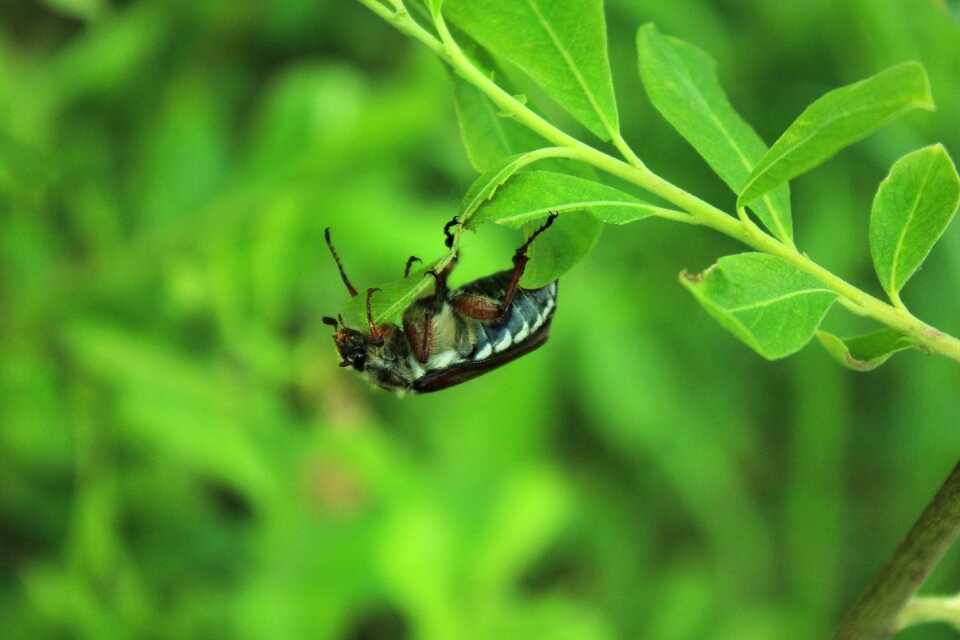 Insect tipster creeps