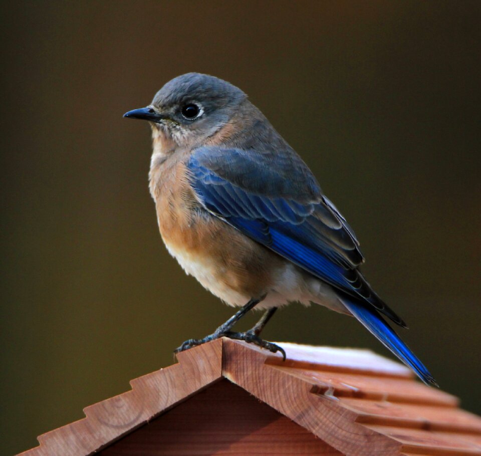 Nature wildlife avian