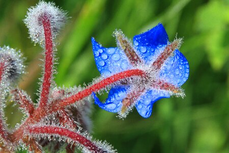 Borage flowers field