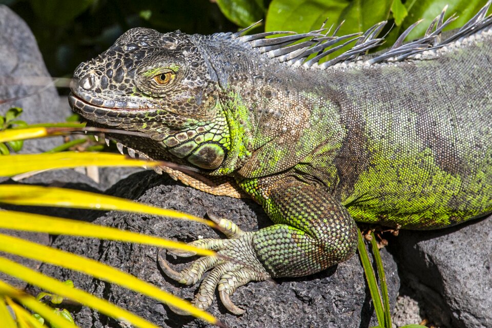 Reptile dragon close up