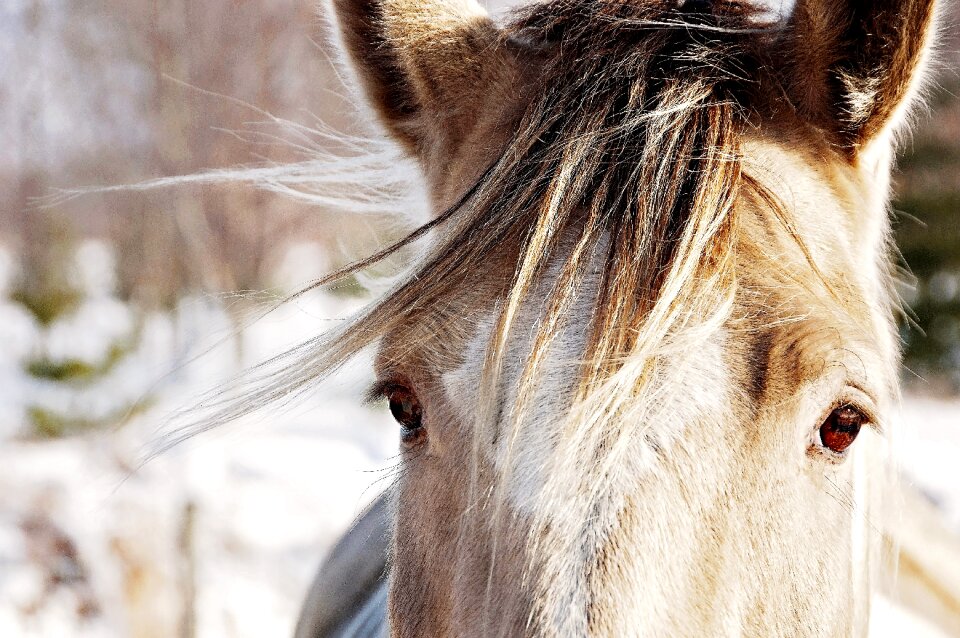 Pet mammal equestrian photo