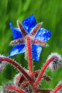 Borage flowers field