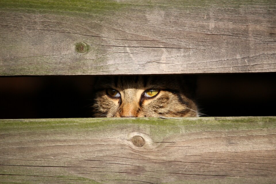 Mackerel hiding place wood