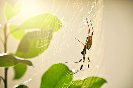 Wildlife arachnid creepy photo