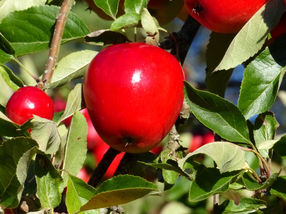 Fruit trees leaf green
