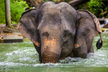 Asian elephant animals ruesseltier