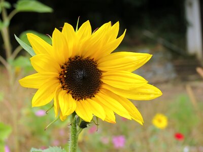 Nature blossom bloom photo