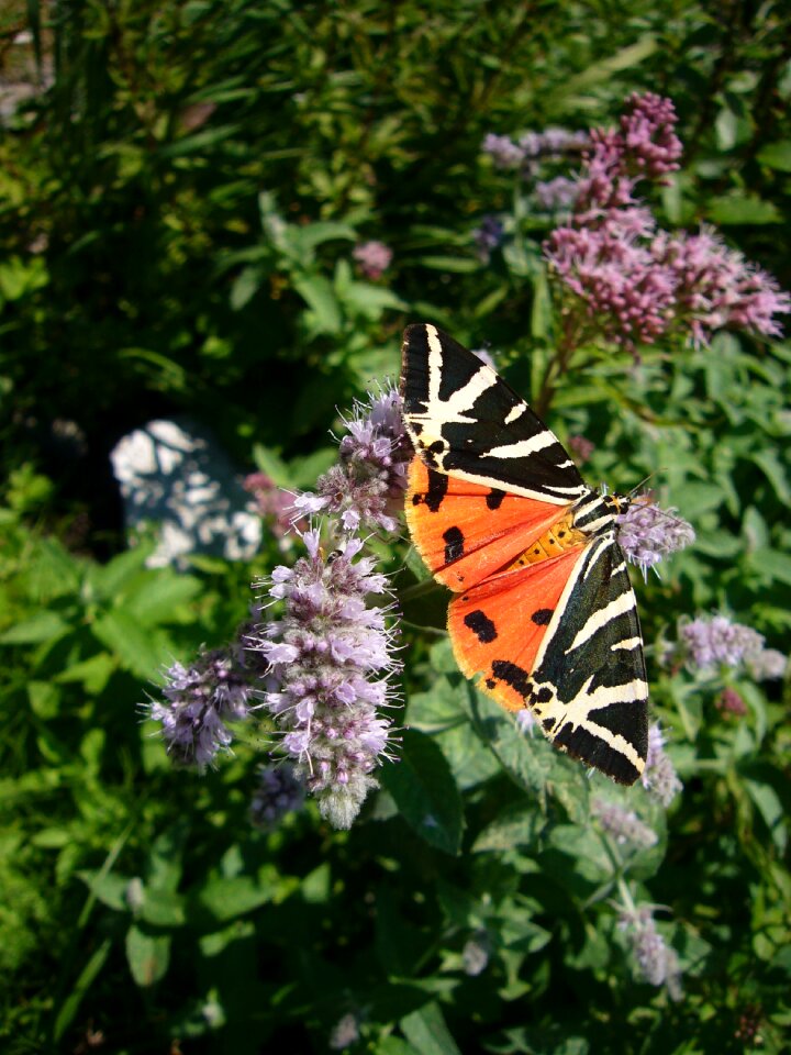 Butterfly spanish flag Free photos