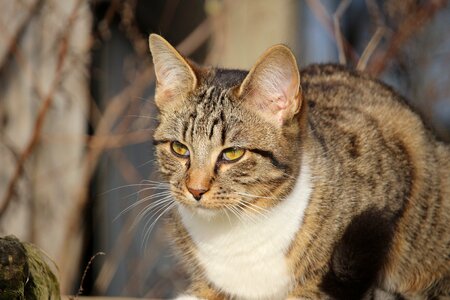 Mackerel domestic cat mieze photo