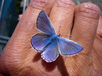Butterfly common blue Free photos
