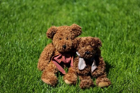 Toys teddy bear pair