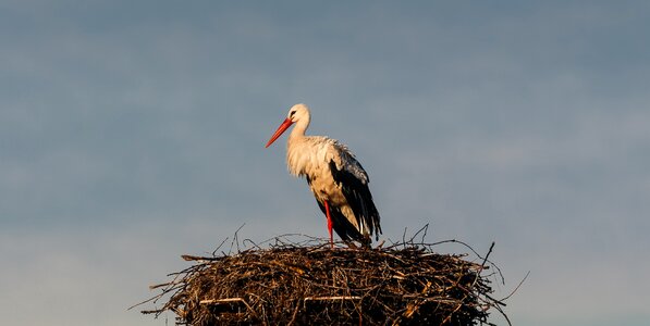 Animals elegant storchennest photo