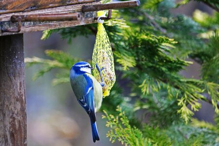 Small bird animal feather photo