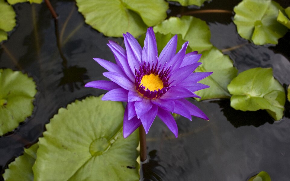 Pond plant aquatic
