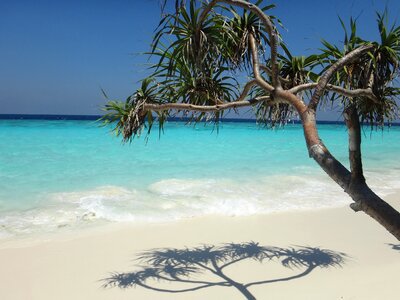 Sea paradise palm photo