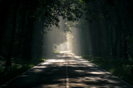 Mood tree lined avenue asphalt