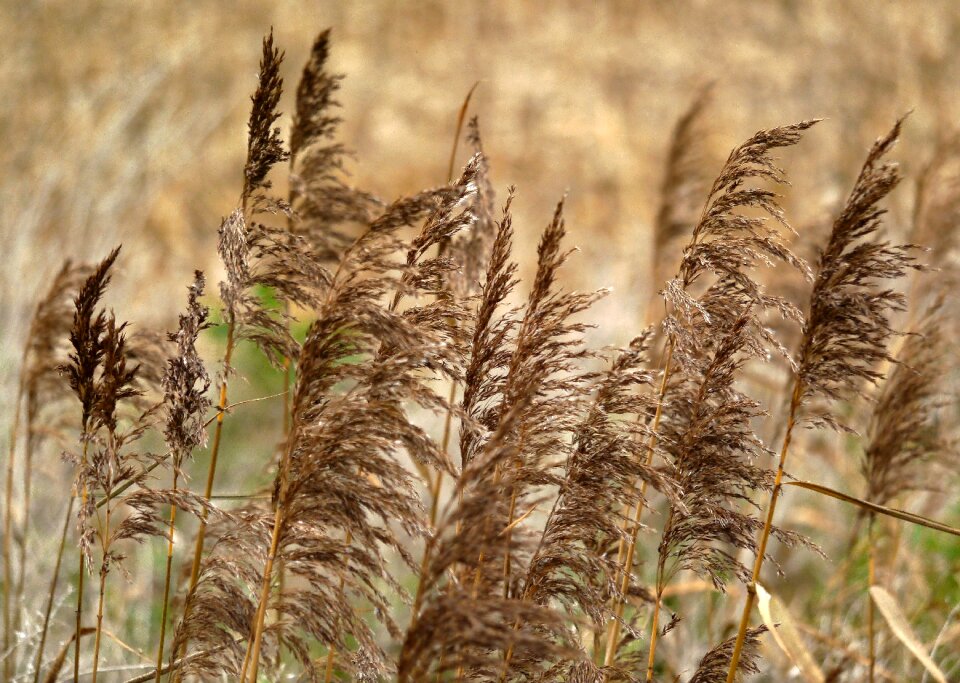 Wetland nature wind