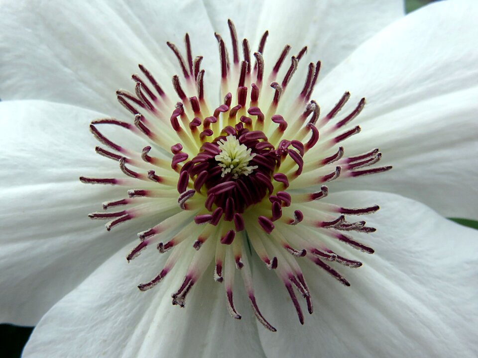Stamens white spring