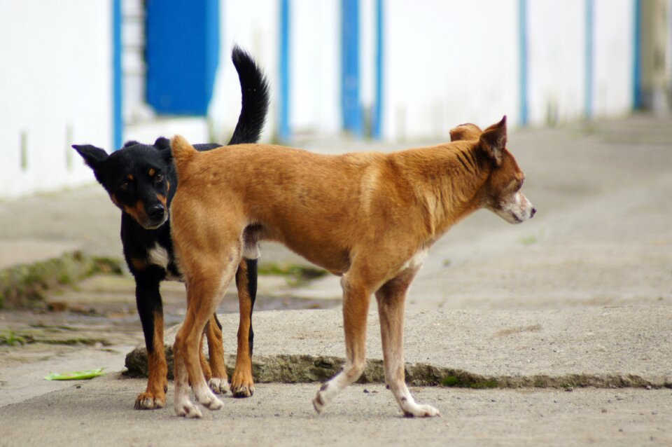 Portrait animal finlandia