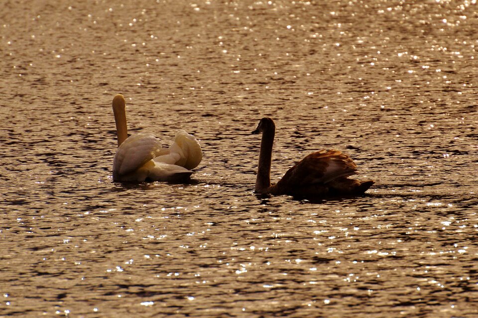 Mood nature bird