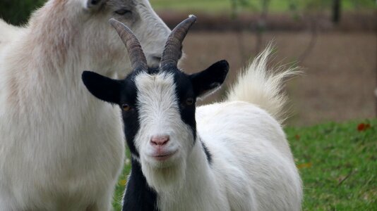 Barnyard cute domestic