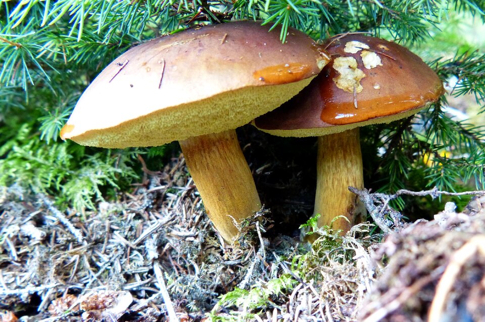 Mushroom forest mushrooms autumn