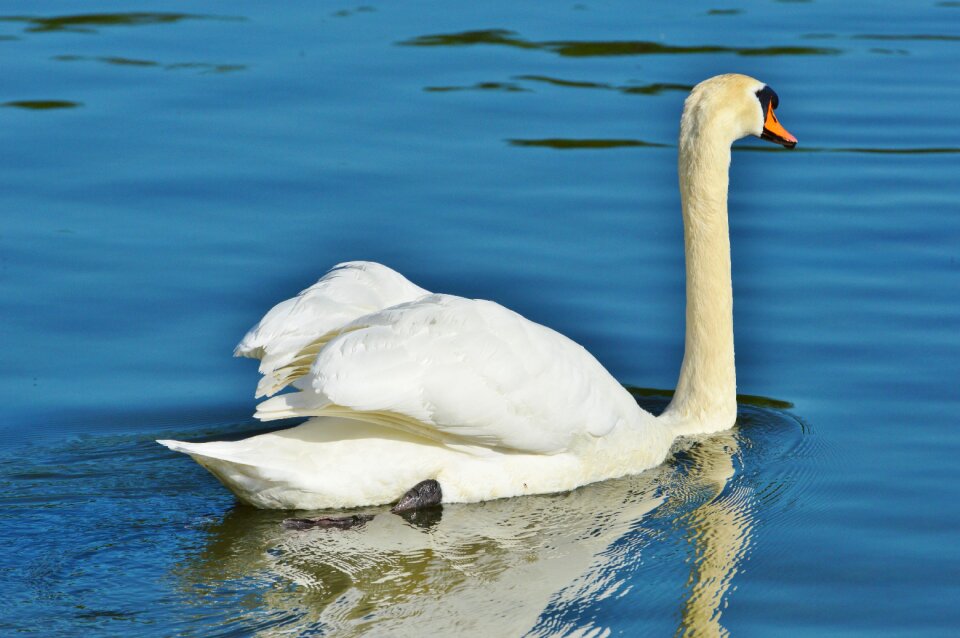 Animal white schwimmvogel