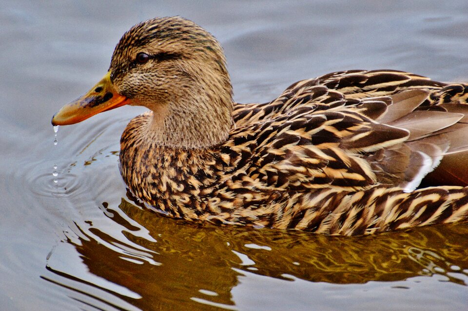 Plumage water feather