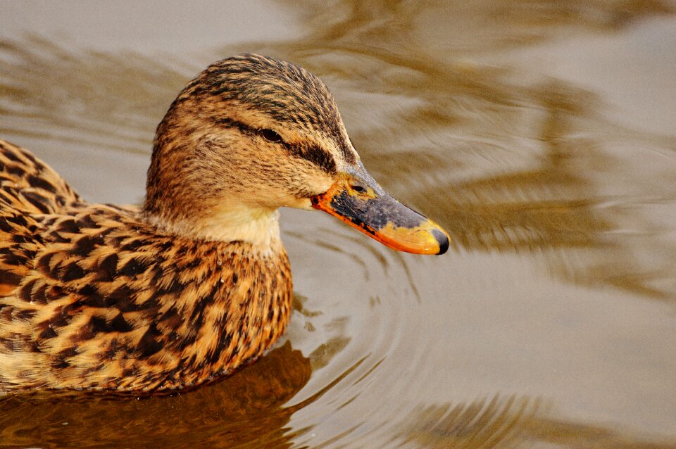 Plumage water feather