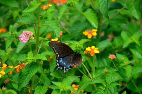 Nature swallowtail butterfly photo