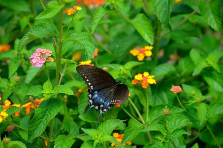 Nature swallowtail butterfly