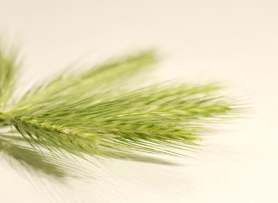 Decorative white the background