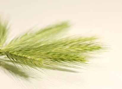 Decorative white the background