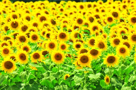 Summer flowers yellow flowers flowers