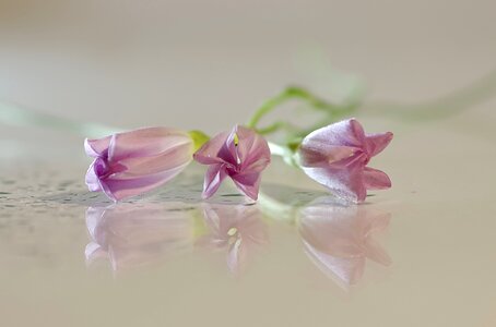 Minor three still life