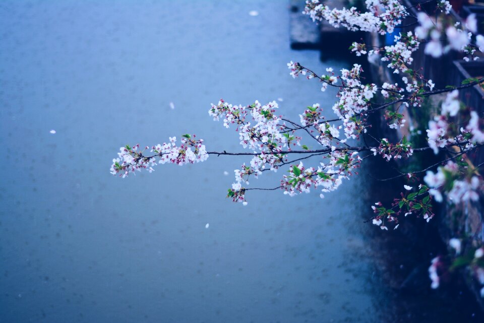 Rain flowers cherry blossom
