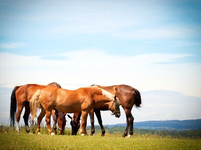 Animal paddock ride photo