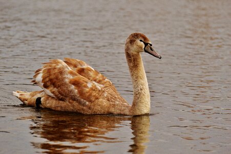 Pride bird waterfowl photo