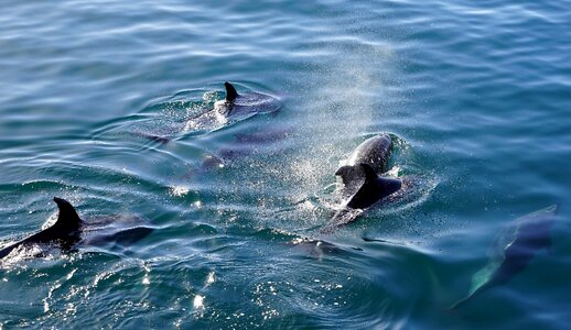 Meeresbewohner dolphin mammal