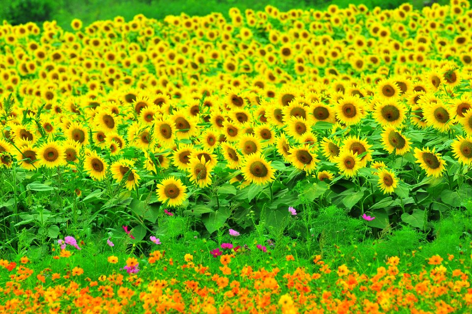 Summer flowers yellow flowers flowers