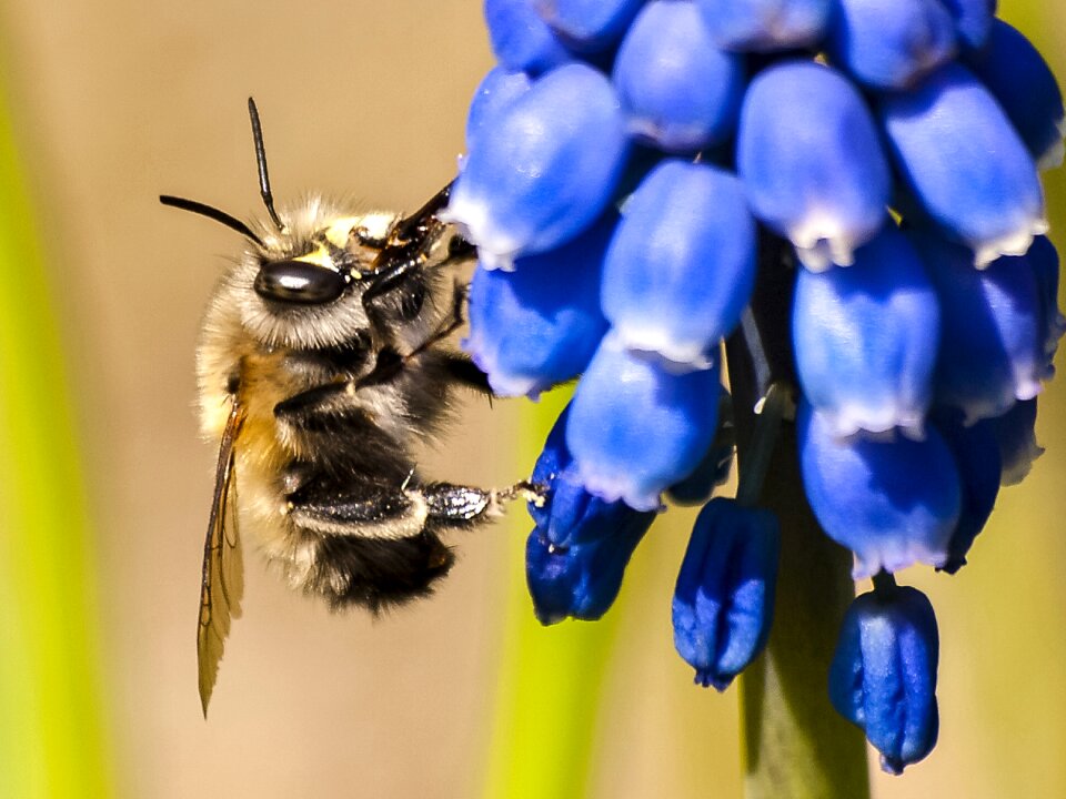 Animal hummel nature