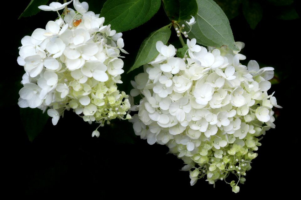 Petal plants nature