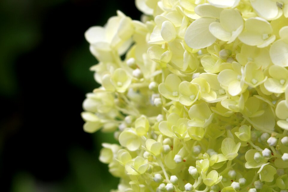 Flowers hydrangea landscape