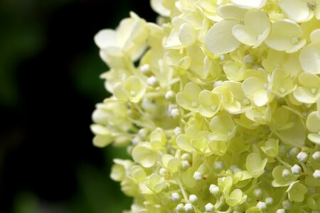 Flowers hydrangea landscape
