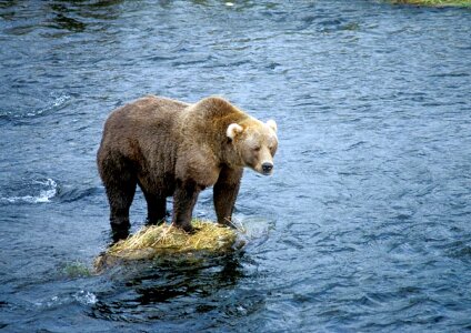 Nature water wildlife