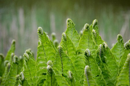 Fern bent rolled